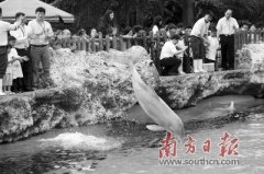 关爱中华白海豚，维护生物多样性
