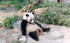 媒体刊文批熊猫被扔石块：呼唤安全保障升级