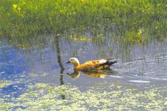 黄河源头：悠游的野生动物
